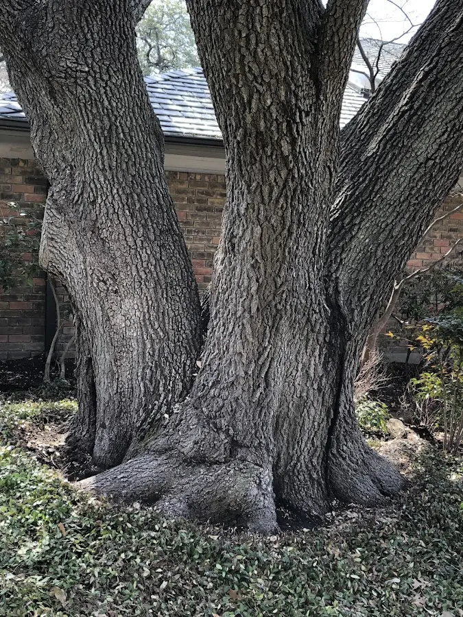 Mature heritage tree close to a Wilson property cared for by certified arborists
